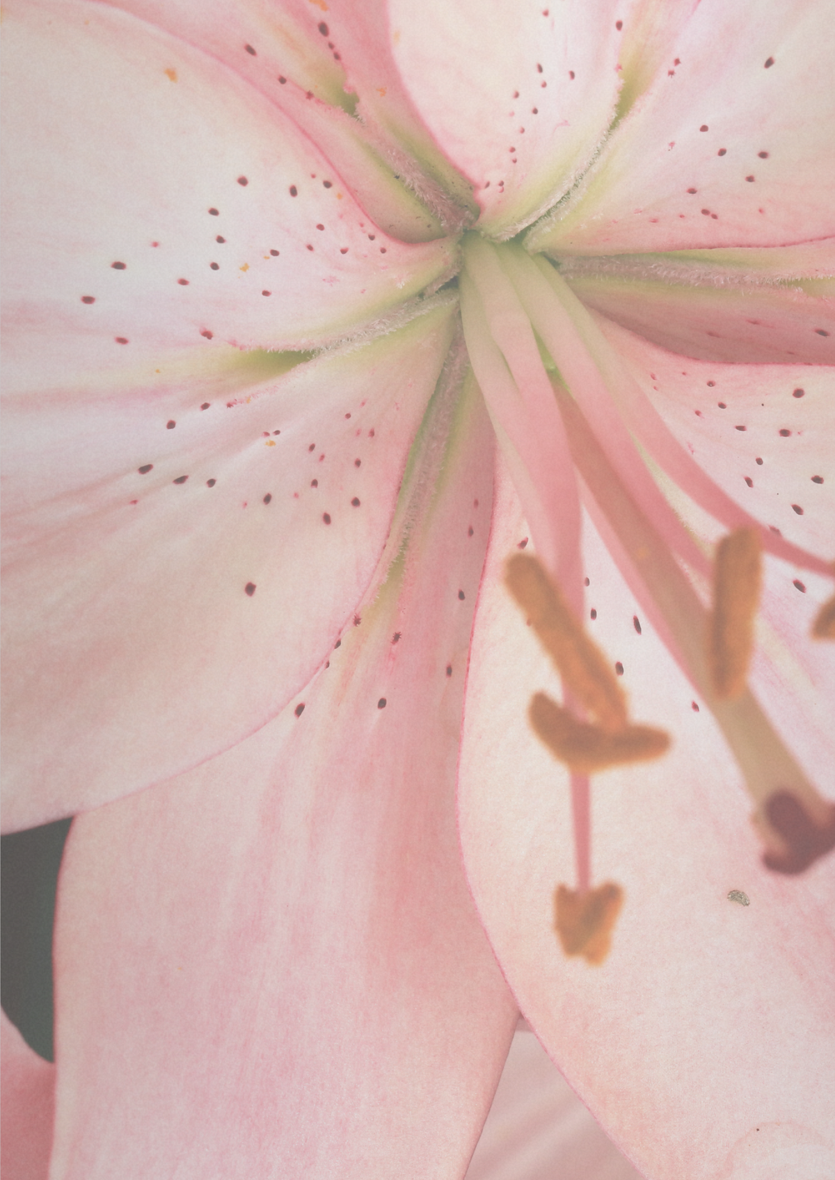 Flores que comunicam