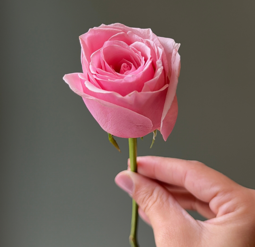 Conteúdos que conectam afeto, criatividade e o universo das flores.