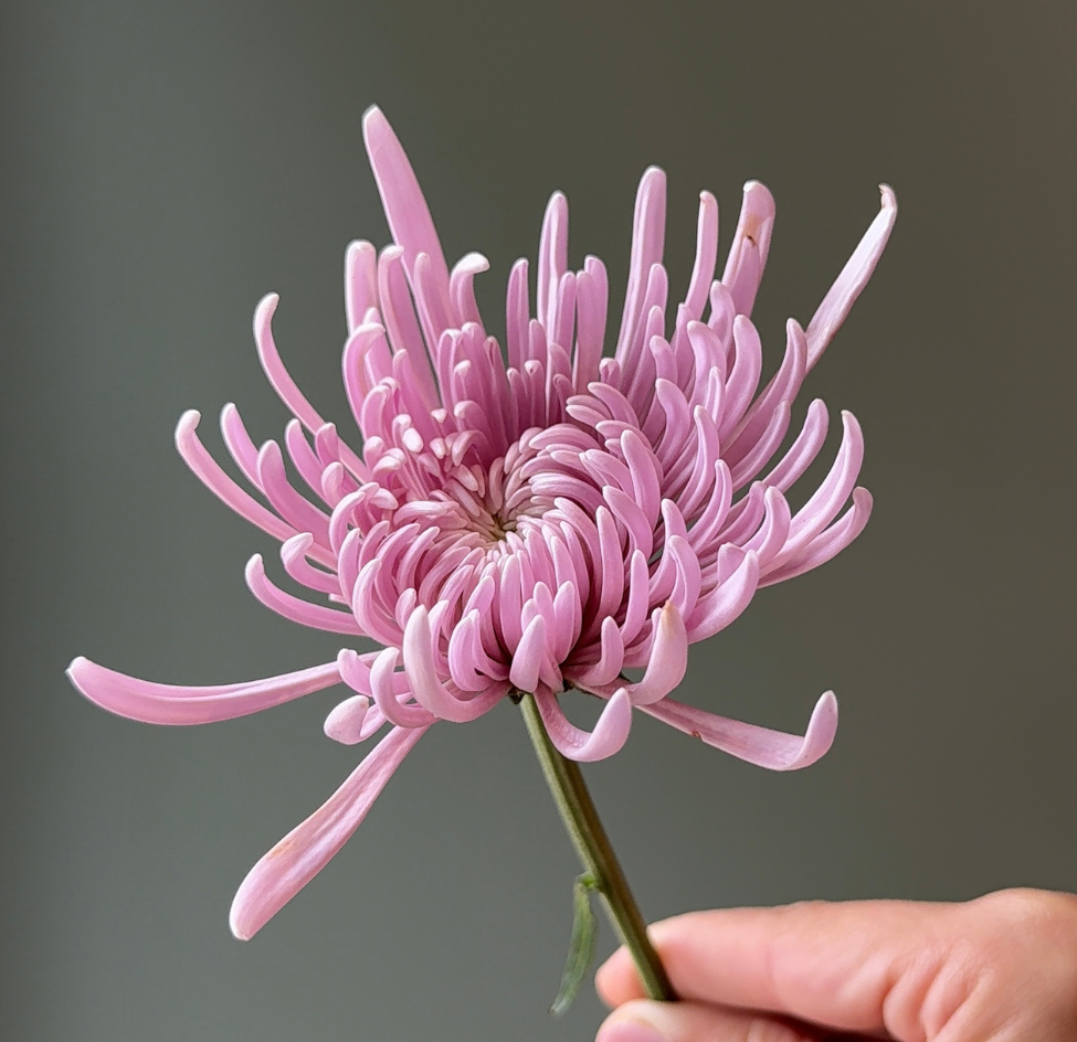 Um espaço para compartilhar  tudo o que floresce por aqui.