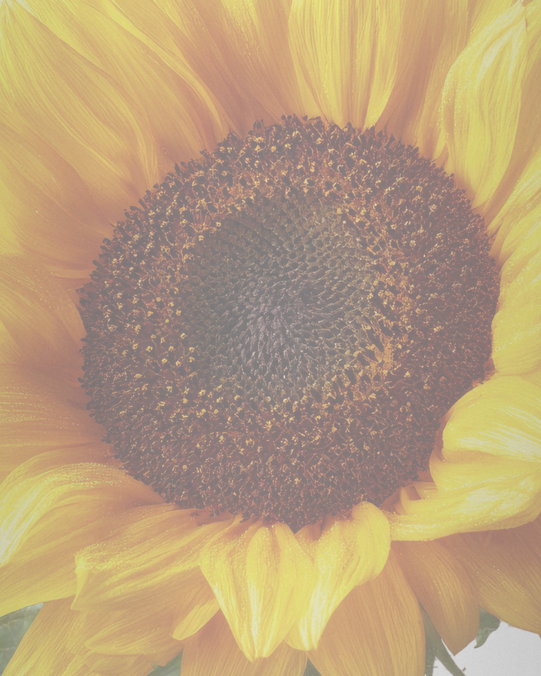 O luxo de estar em harmonia com a natureza
