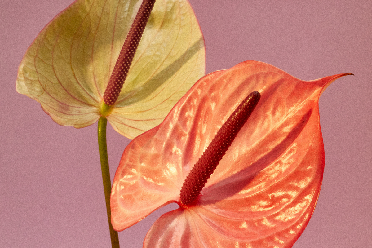 A força que floresce: Outubro rosa um mês de delicadeza, coragem e cuidado.