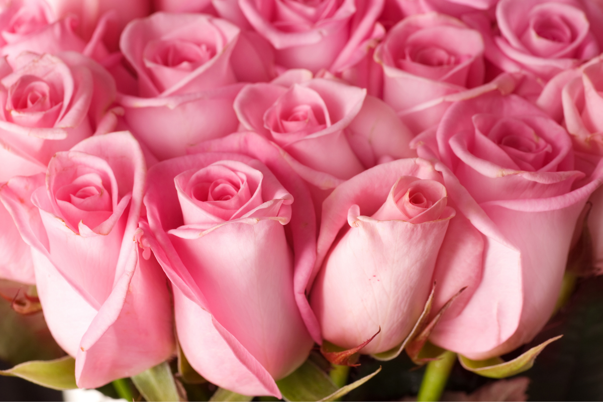 Um rosa como lembrete