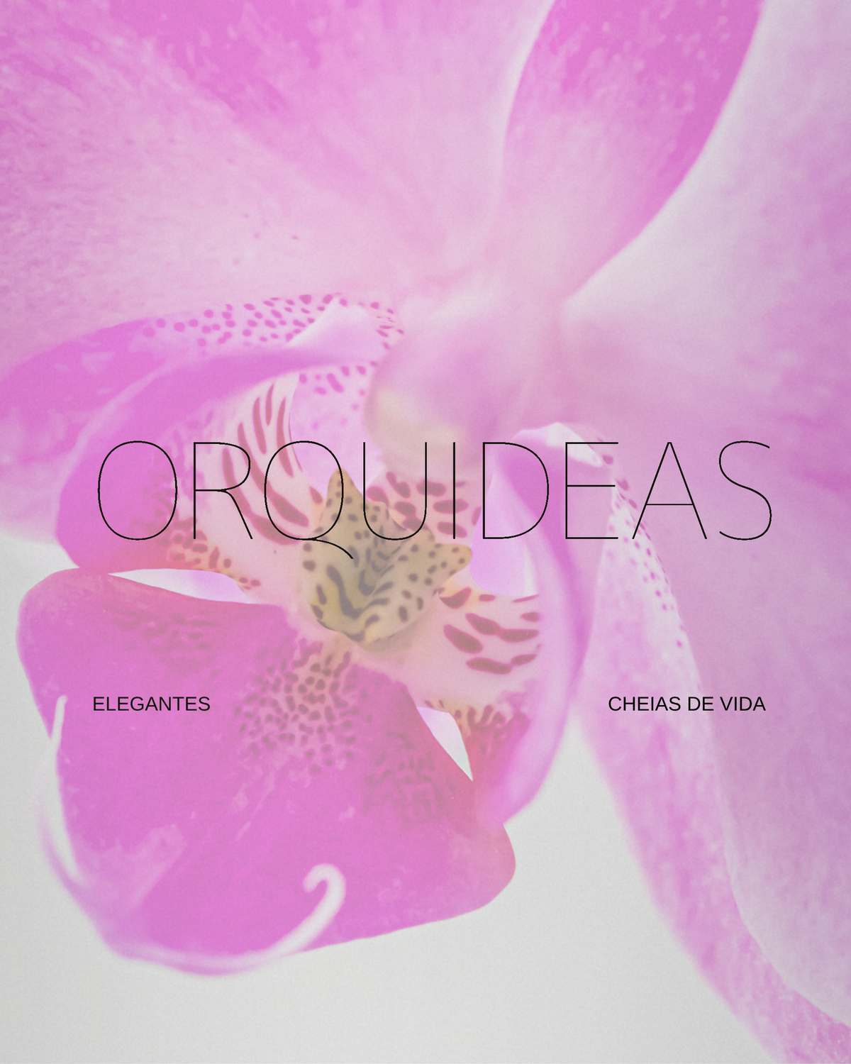 Orquídeas