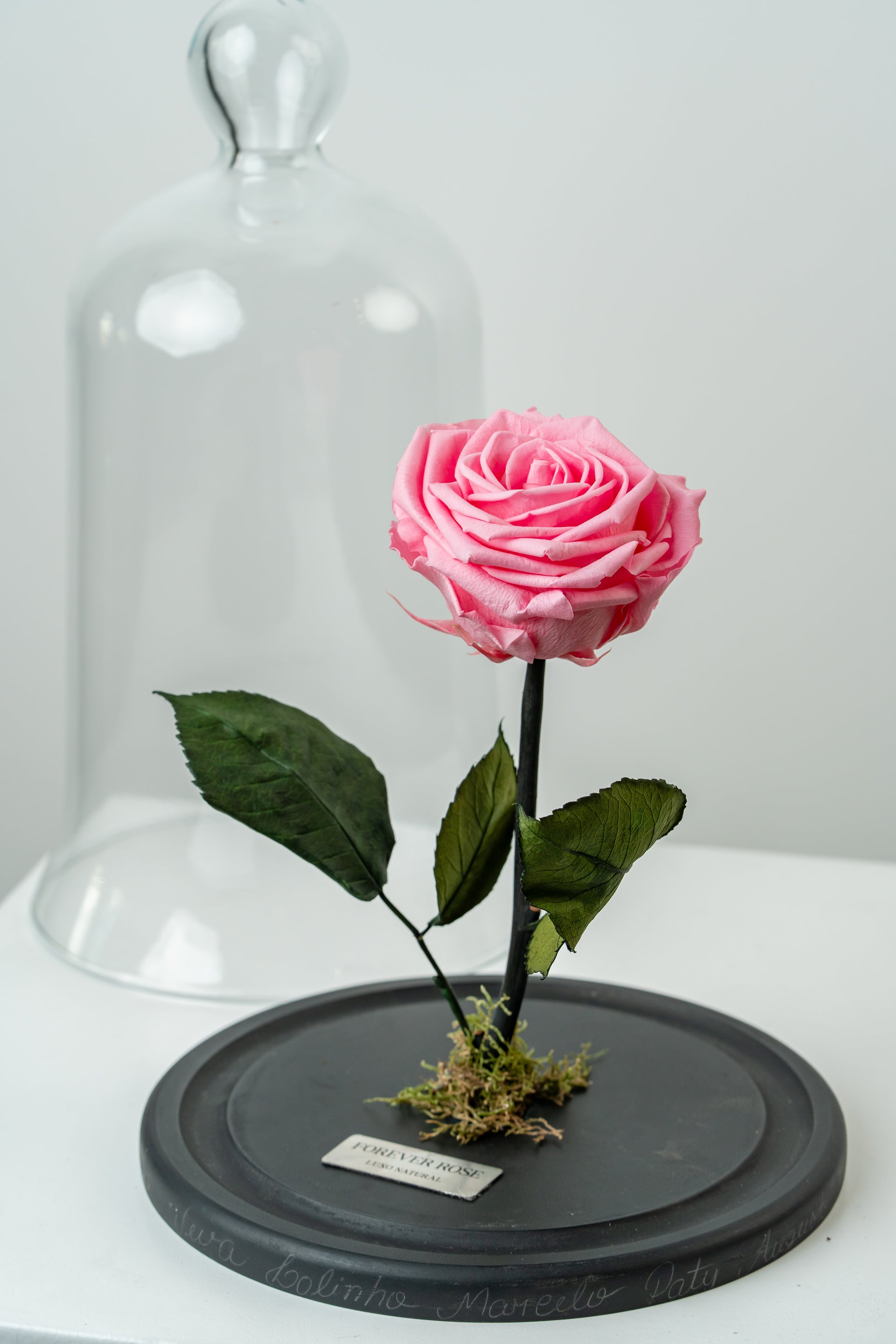 Forever Rose — Rosa Preservada na Cúpula de Vidro | Luxo Natural