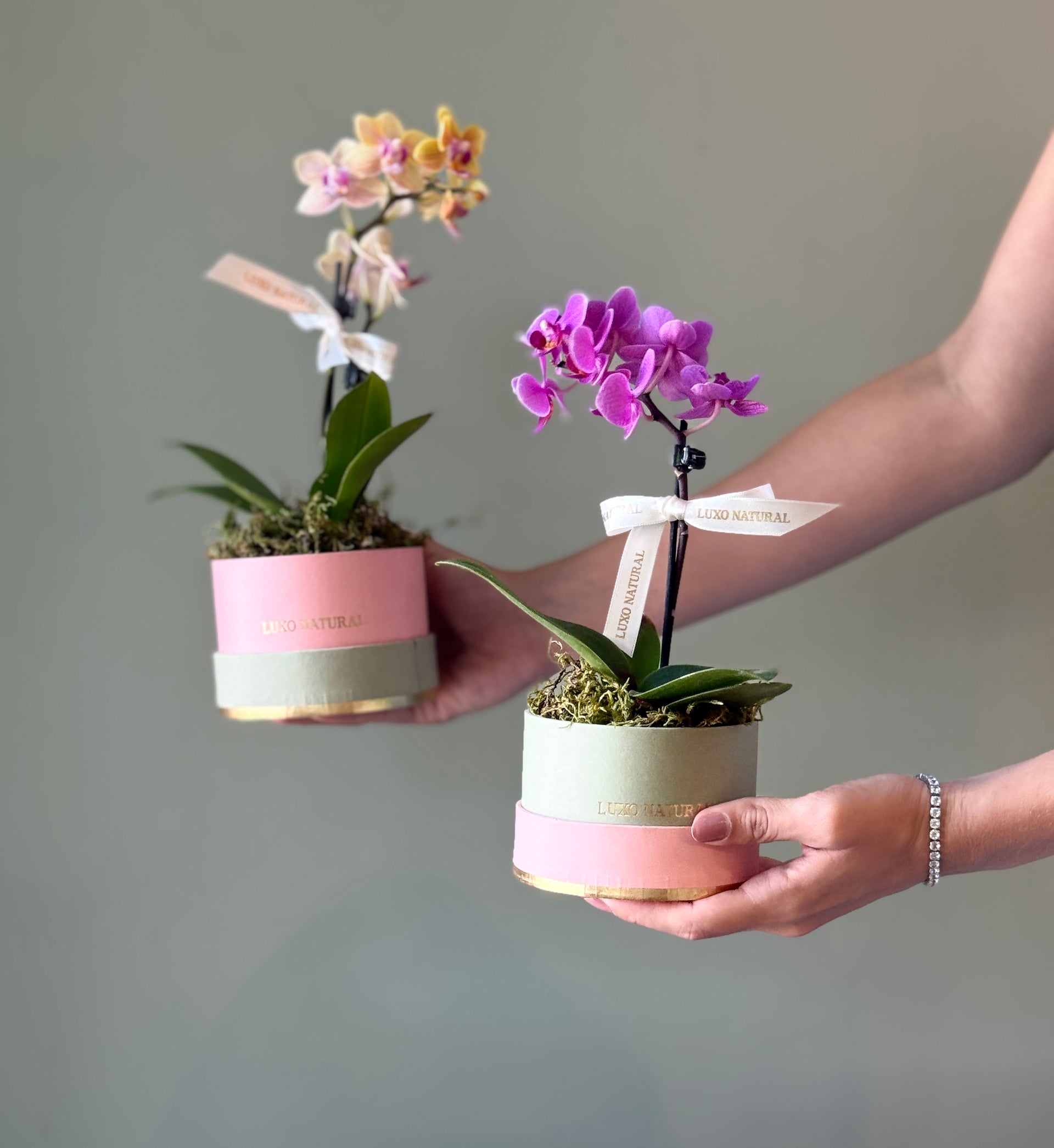 Orquídea na Mini box