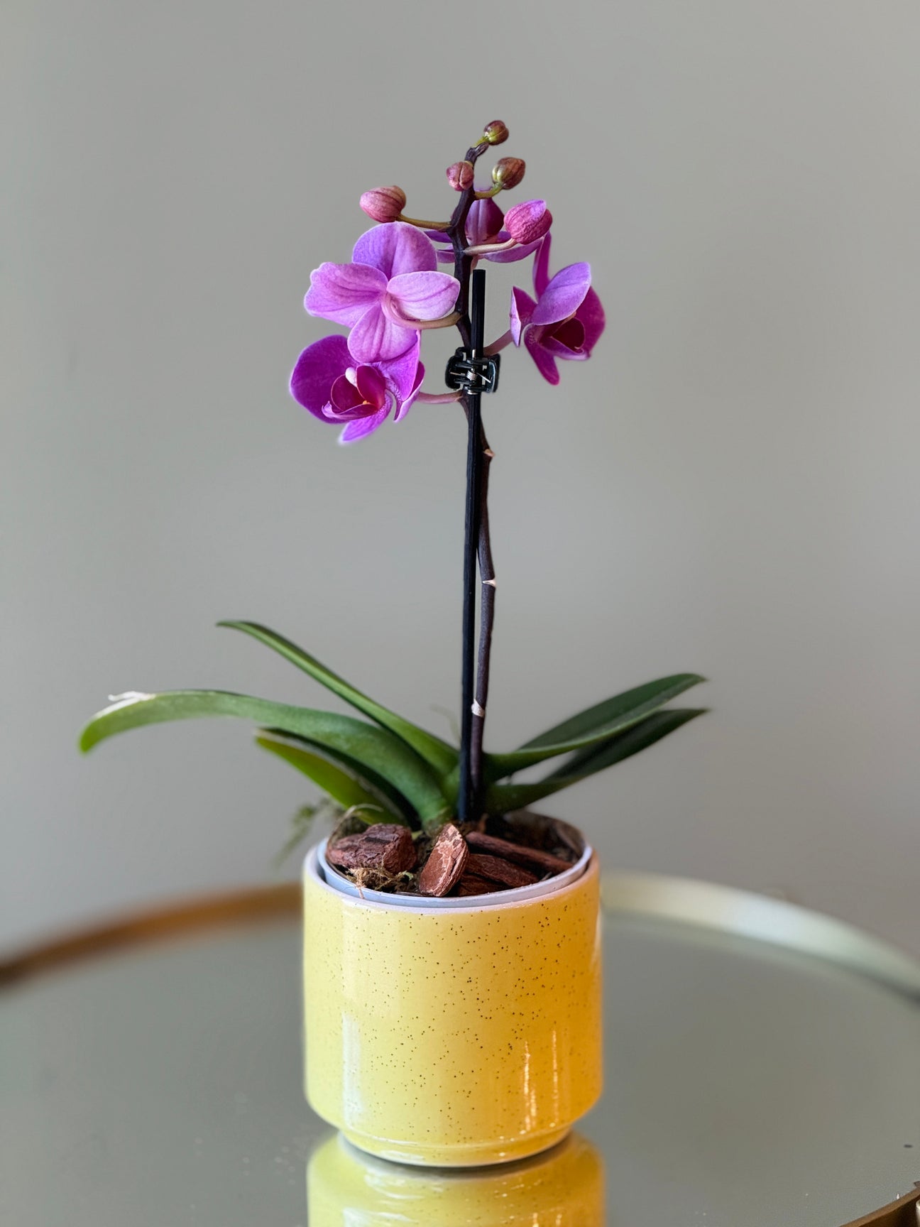 Mini Orquídeas - Vaso Cris