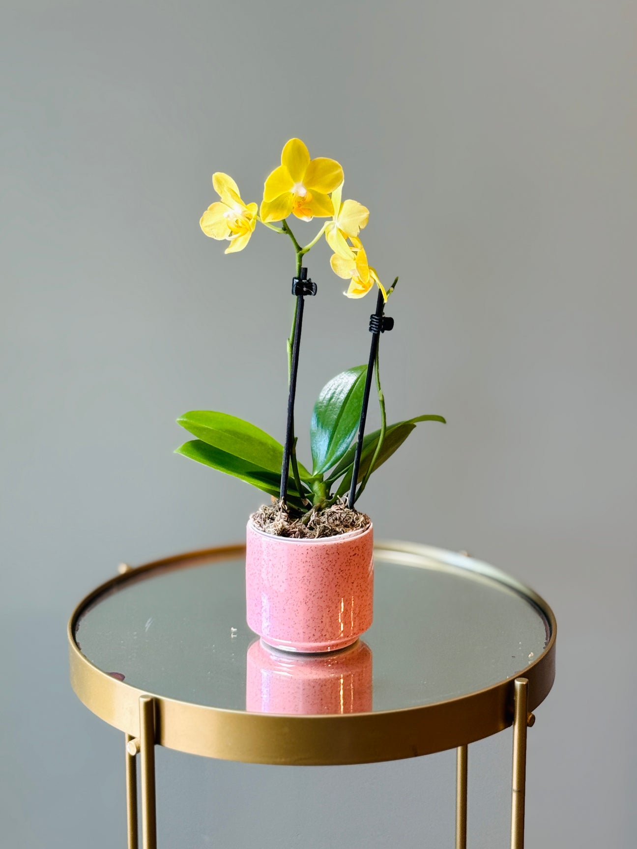 Mini Orquídeas - Vaso Cris