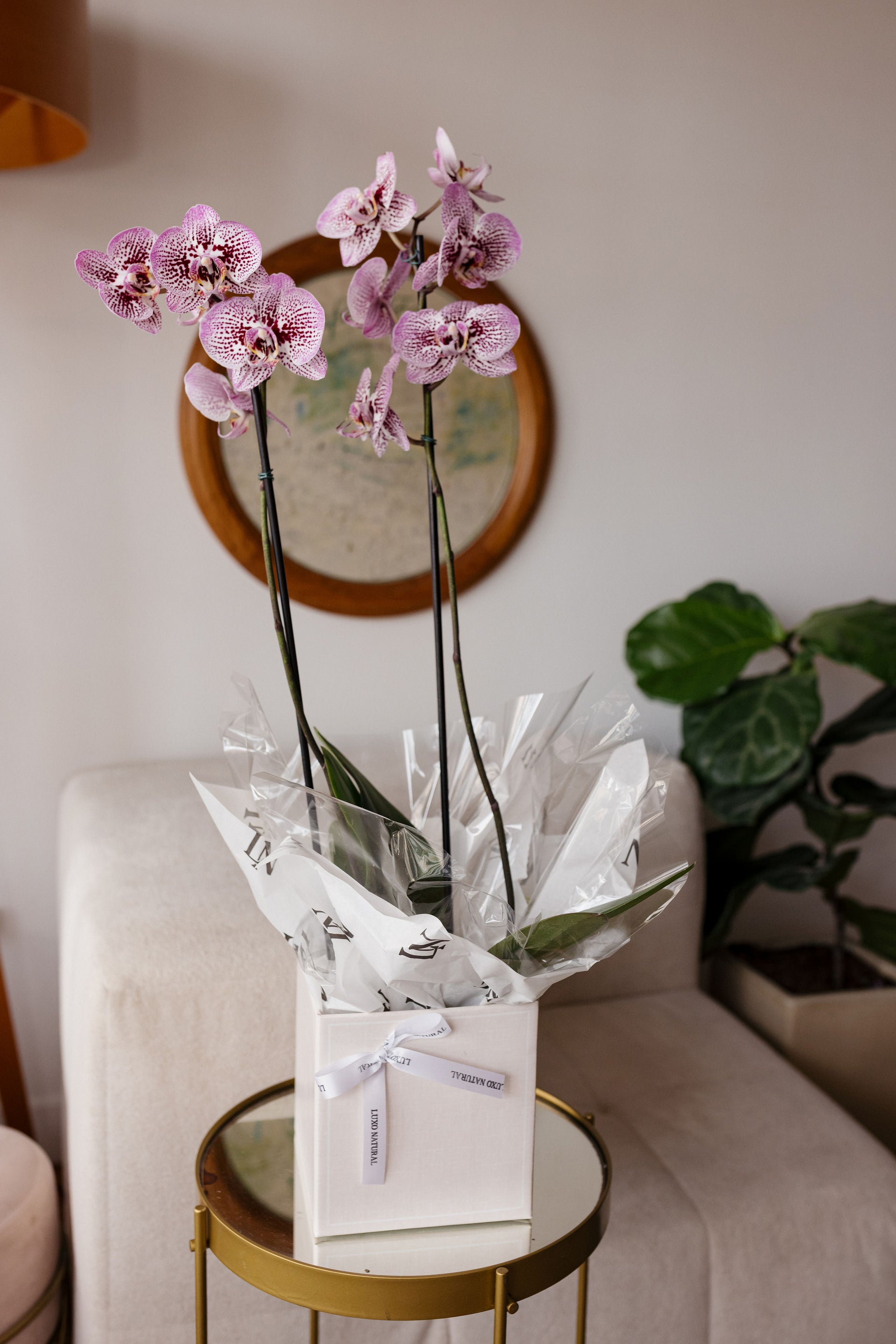 Orquídea no Cachepot