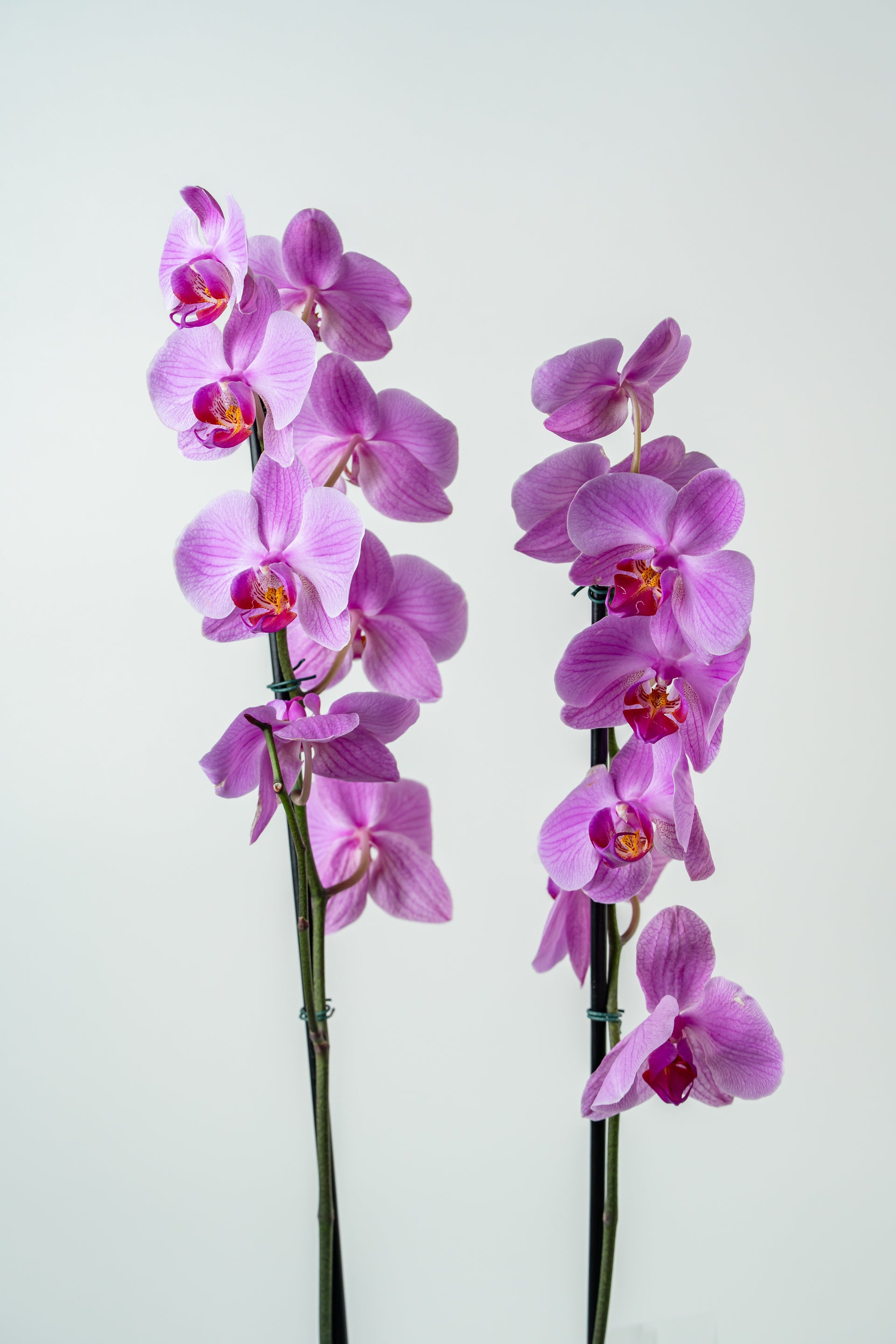 Orquídeas Naturais   | Luxo Natural