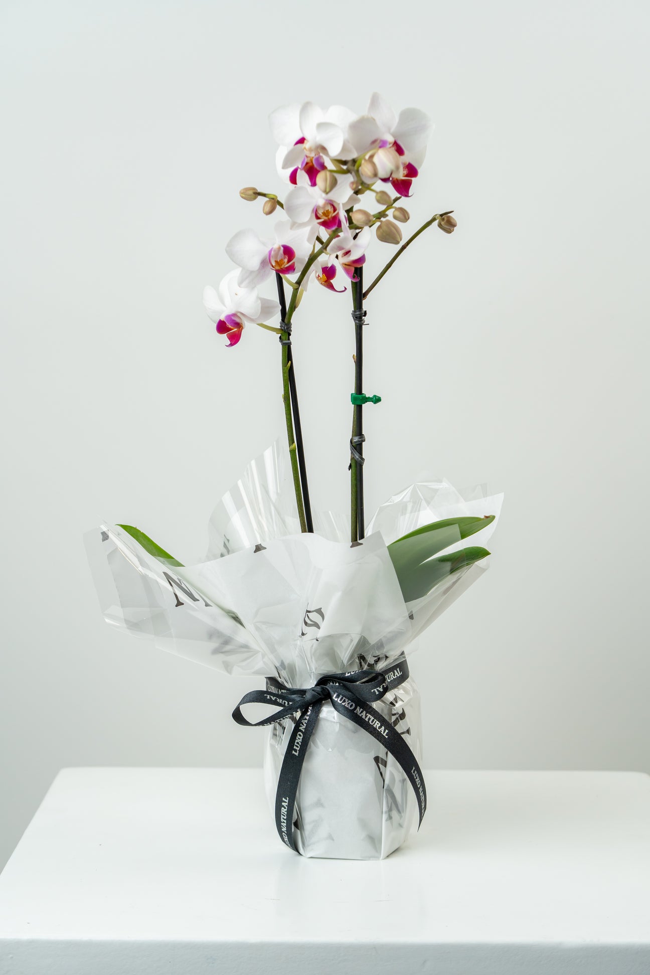 Orquídeas Naturais   | Luxo Natural