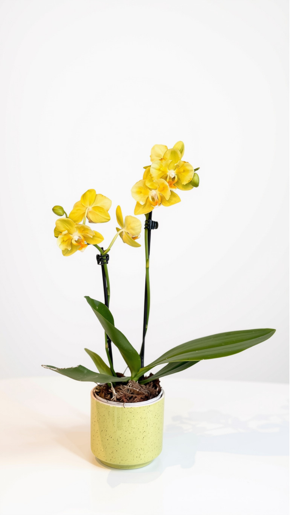 Orquídea Vaso Cris